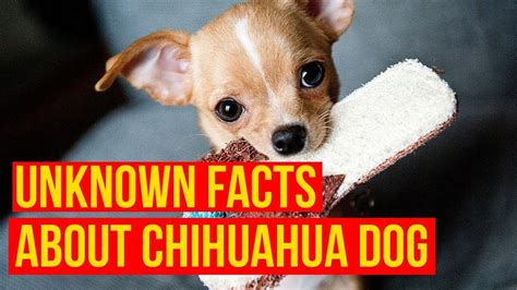 chihuahua porno|chihuahua Search